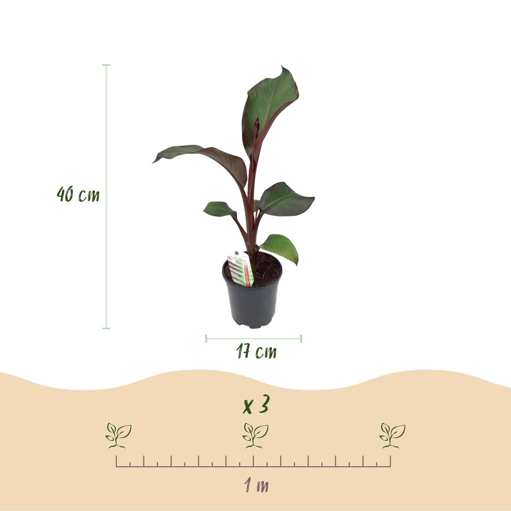 Bananenpflanze Ensete ventricosum Maurelli – Winterhart – Obstpflanze – Ø17cm, Höhe ca. 40cm – Plant