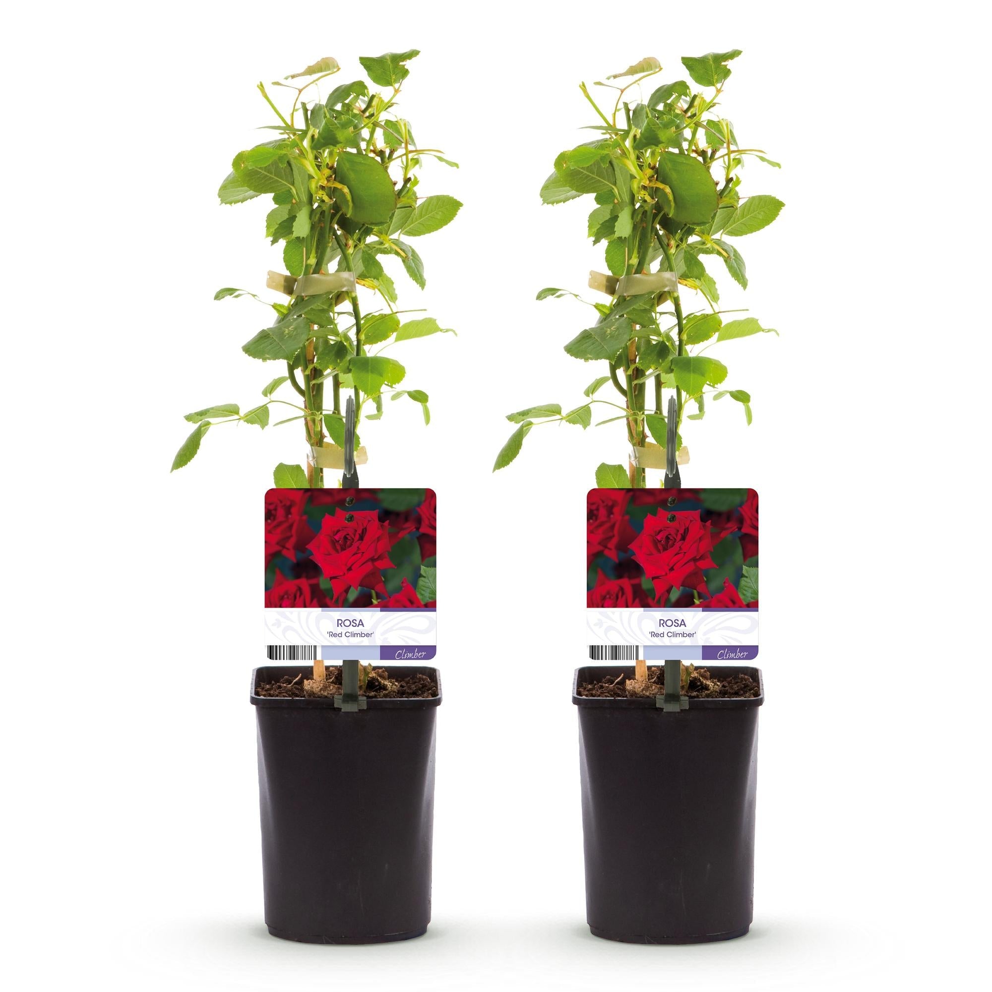 Kletterrose Rosa Red Climber – 2 Pflanzen 11cm – ca. 40cm hoch – Dunkelrote duftende Blüten – pflegeleicht – Ideal für Wände, Zäune & Pergolen – Plant