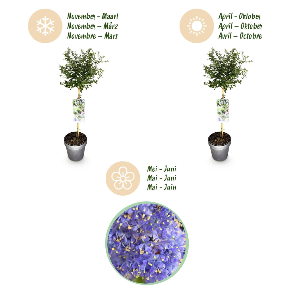 Kalifornischer Flieder Ceanothus thyrsiflorus Repens Ø19cm Höhe90cm – Immergrüner Zierstrauch mit blau – lila Blüten – Plant