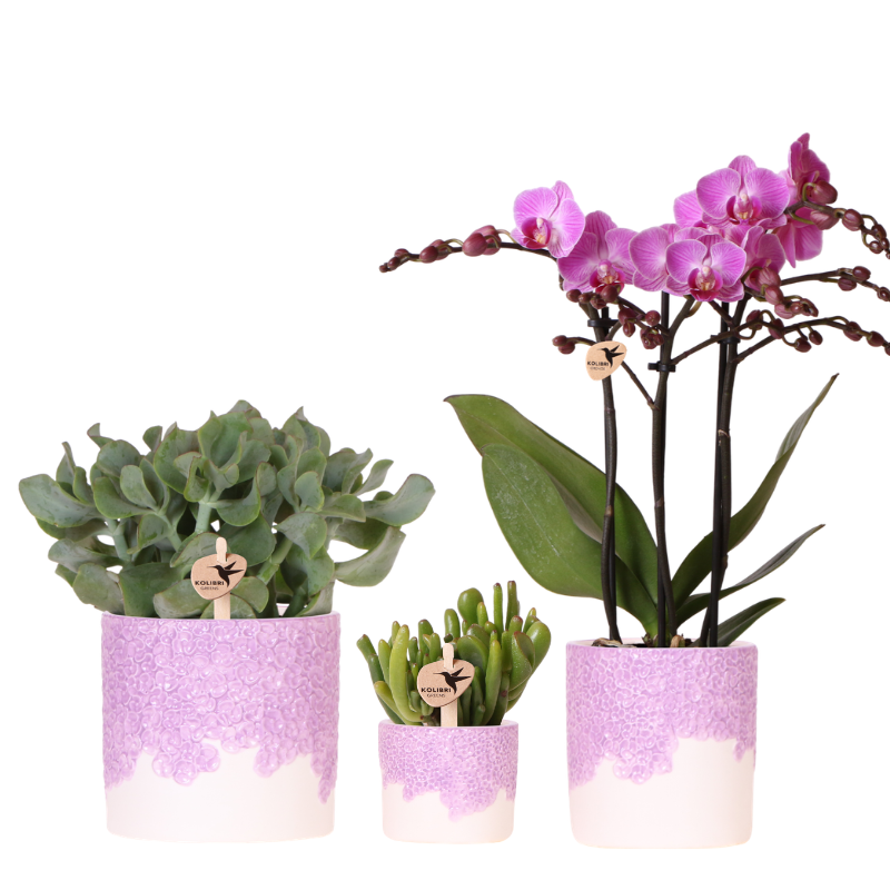 Pflanzenset 3 Pflanzen – violette Vienna Orchidee + 2 Grünpflanzen inkl. Übertöpfe – Töpfe 6cm, 9cm, 12cm – blühende Zimmerpflanze frisch vom Züchter