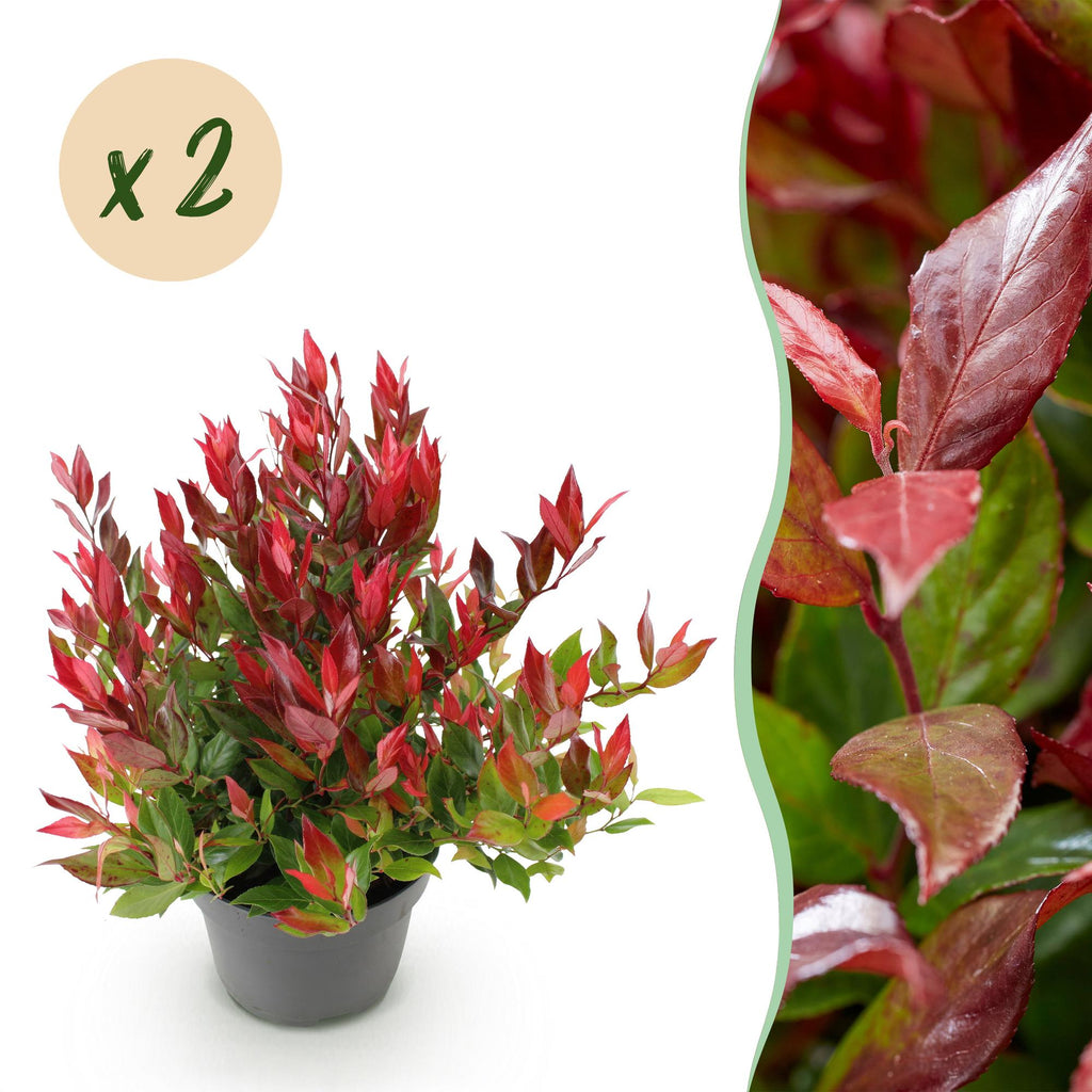 Traubenheide Leucothoe Little Flames – 2 Pflanzen 17cm Höhe ca.45cm – Immergrün & farbintensiv – Rotes Herbstlaub – Pflegeleichter dekorativer Zierstrauch