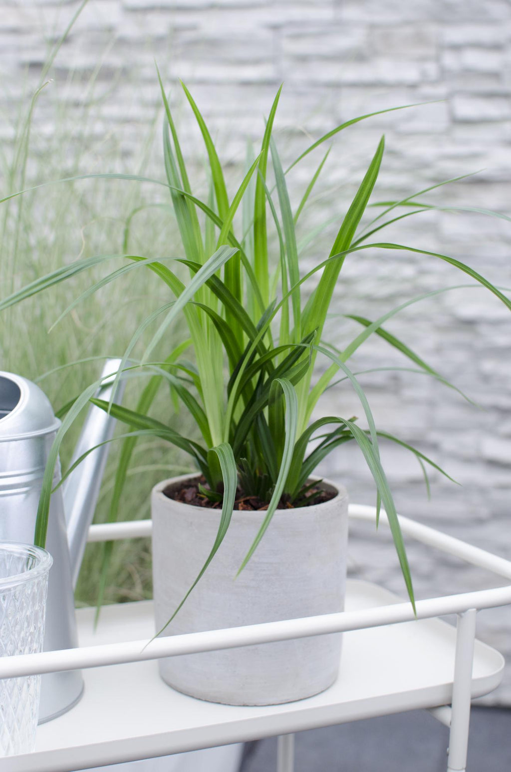 Carex morrowii 'Irish Green' – Immergrünes Ziergras – Ø19cm ↕40cm – Robuste Gartenpflanze für Sonne & Schatten – Plant