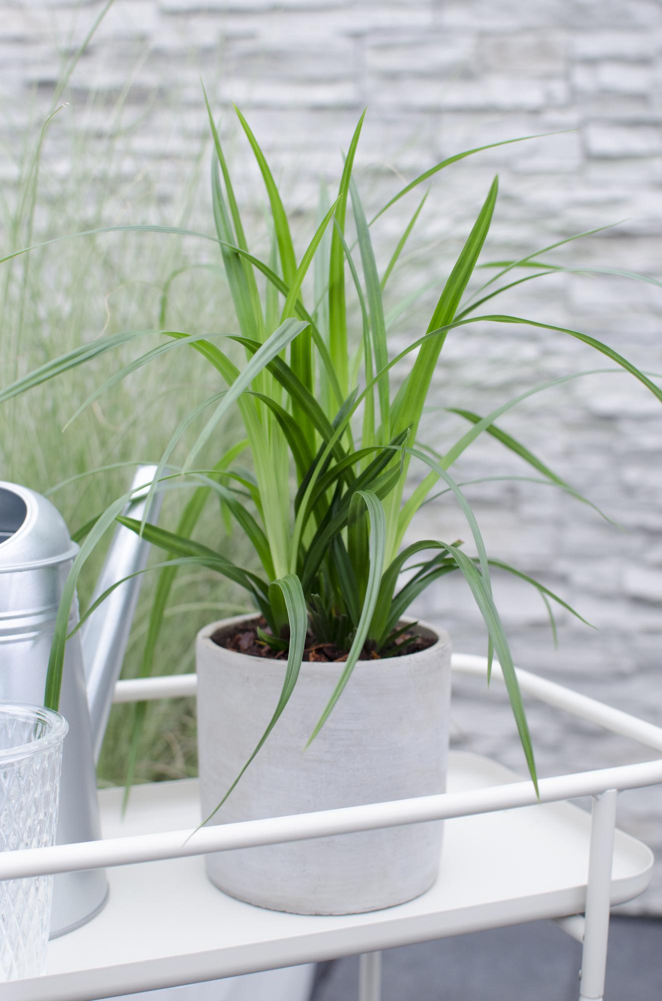 Carex morrowii 'Irish Green' – Immergrünes Ziergras – Ø19cm ↕40cm – Robuste Gartenpflanze für Sonne & Schatten – Plant