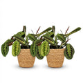 Maranta Fascinator Tricolour Gebetsblatt – 2er Set Zimmerpflanze im Korb Ø12cm Höhe25cm – Haustierfreundliche Grünpflanze – Pflegeleicht