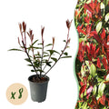 Glanzmispel Photinia fraseri Carre Rouge – Immergrüne Heckenpflanzen – 8 Pflanzen – 1m – 9cm Höhe 30-35cm – Rote & grüne Blätter – Pflegeleicht – Plant