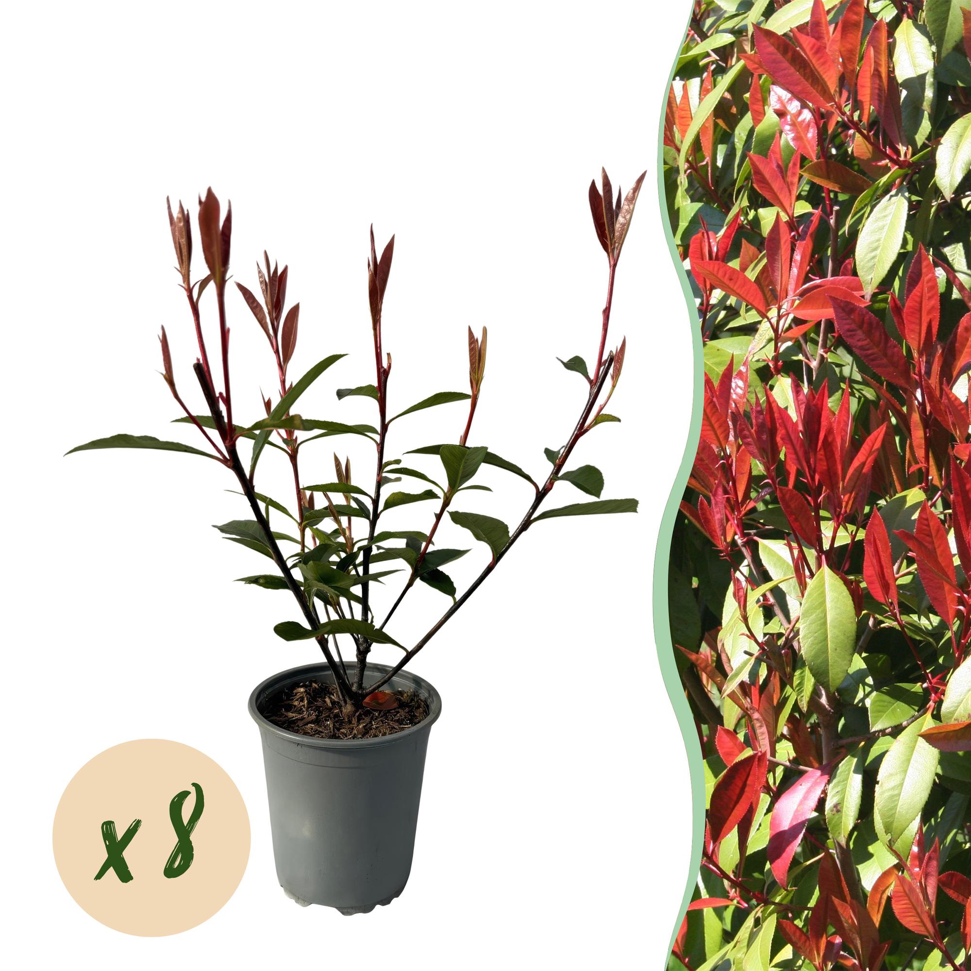 Glanzmispel Photinia fraseri Carre Rouge – Immergrüne Heckenpflanzen – 8 Pflanzen – 1m – 9cm Höhe 30-35cm – Rote & grüne Blätter – Pflegeleicht – Plant