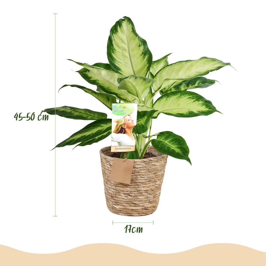 Dieffenbachia Camilla – 45-50cm – 17cm inkl. Naturkorb – Pflegeleichte bunte Zimmerpflanze – Grün – creme gemustertes Blattwerk – Plant
