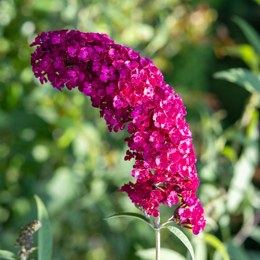 Schmetterlingsstrauch Buddleja davidii Royal Red – Rote Blüten – Laubabwerfend – Schmetterlingsfreundlich – 17cm Höhe 25cm – Plant