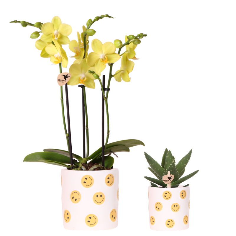 Smiley Pflanzenset – gelbe Phalaenopsis Albenga Orchidee Ø9cm + Sukkulente inkl. Keramik – Übertöpfe – fröhliche Zimmerpflanzen Deko