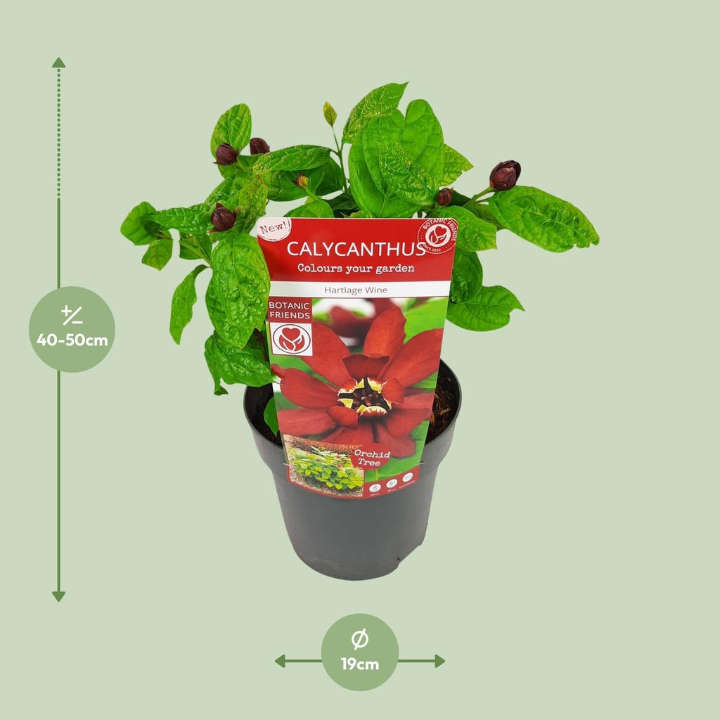 Sinocalycanthus Hartlage Wine – Ø19cm – ca.30-50cm hoch – Carolina Allspice – Duftender Zierstrauch mit rot – violetten Blüten – Garten & Kübelpflanze – Plant