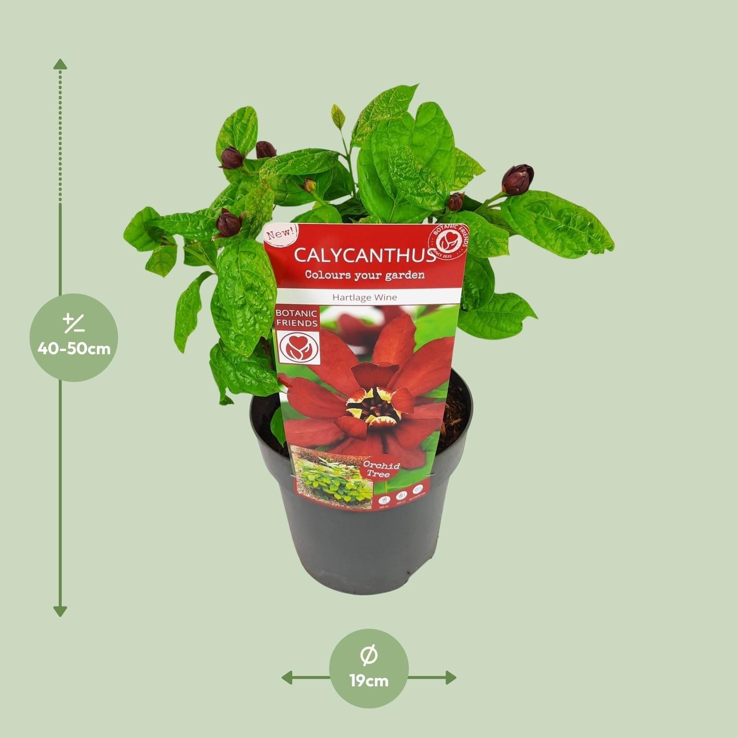 Sinocalycanthus Hartlage Wine – Ø19cm – ca.30-50cm hoch – Carolina Allspice – Duftender Zierstrauch mit rot – violetten Blüten – Garten & Kübelpflanze – Plant