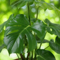 Monstera Deliciosa inkl. Naturkorb – Zimmerpflanze 50-55cm – 17cm – Lochpflanze Grün – Pflegeleichte Tropenpflanze für Wohnzimmer Büro & Deko – Plant