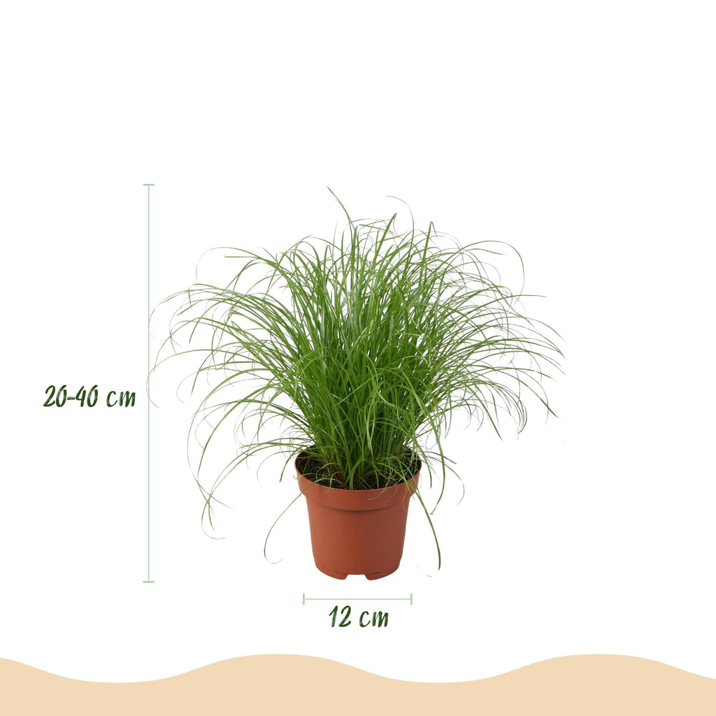 Zimmerpflanzen Mix – Chlorophytum Cyperus Phlebodium Maranta – 4er Set im weißen Topf Ø12cm Höhe25cm – Haustierfreundliche Grünpflanzen