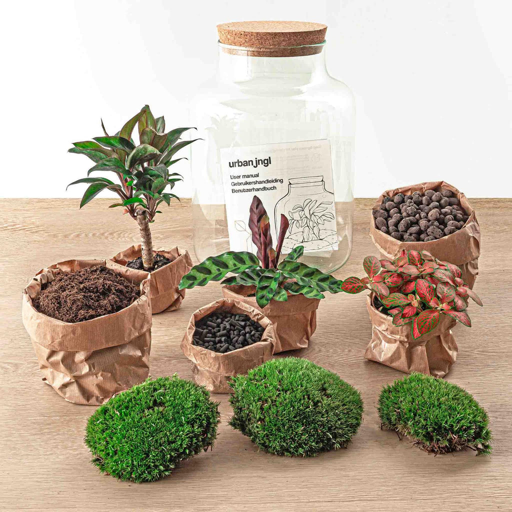 Flaschengarten DIY Bausatz – Terrarium Milky Palme – Ø21cm x 30cm – Selbstbewässerndes Mini – Ökosystem – Inklusive Anleitung – Plant