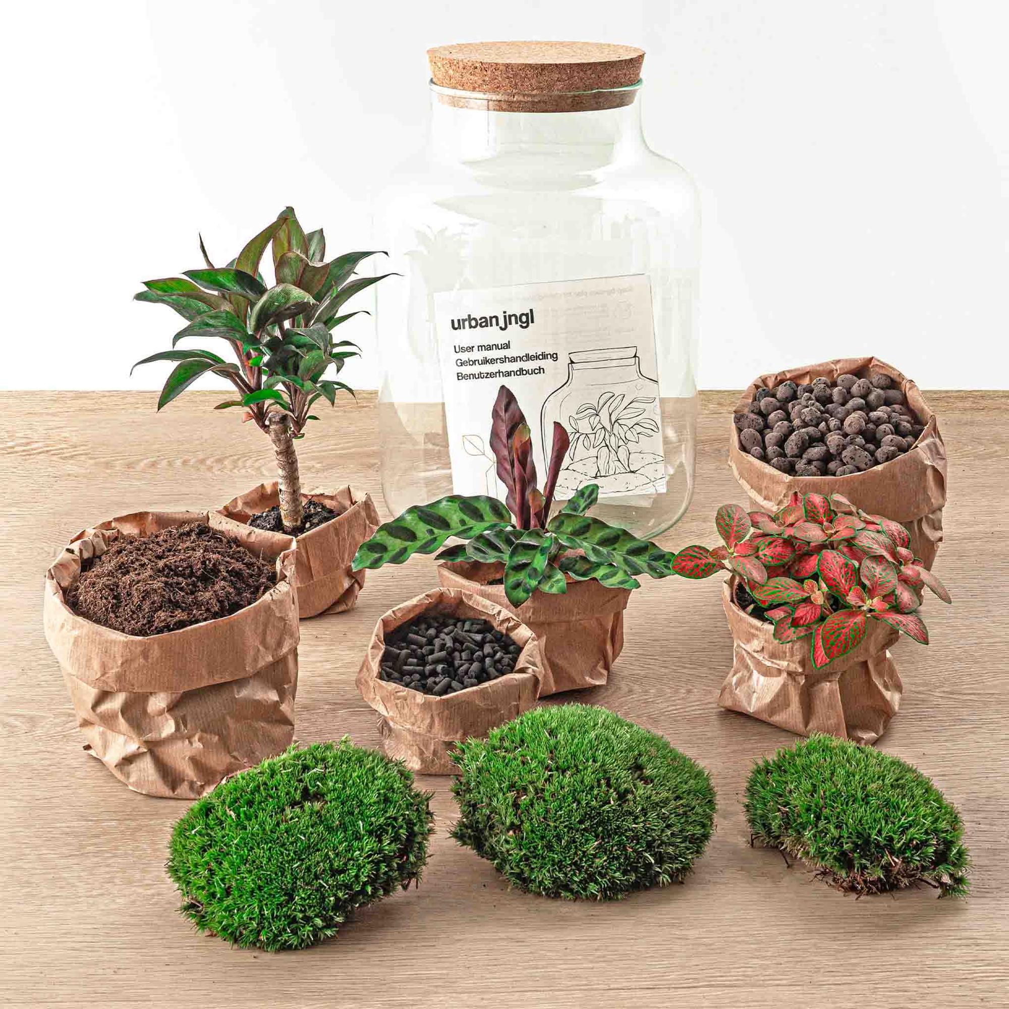 Flaschengarten DIY Bausatz – Terrarium Milky Palme – Ø21cm x 30cm – Selbstbewässerndes Mini – Ökosystem – Inklusive Anleitung – Plant