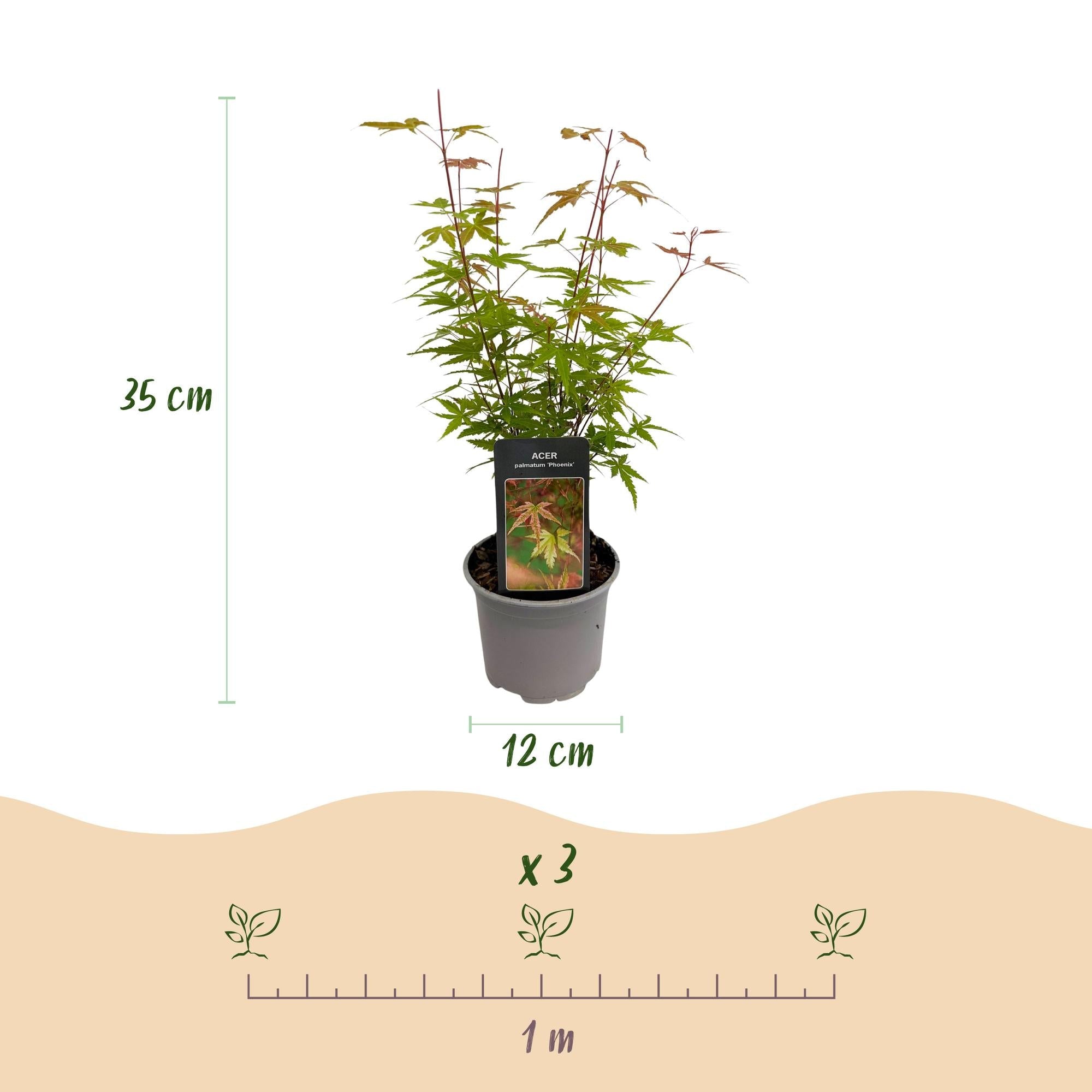 Ahorn Acer palmatum Phoenix – 12cm – Höhe ca. 35cm – Rosa Austrieb & rote Blüte – Plant