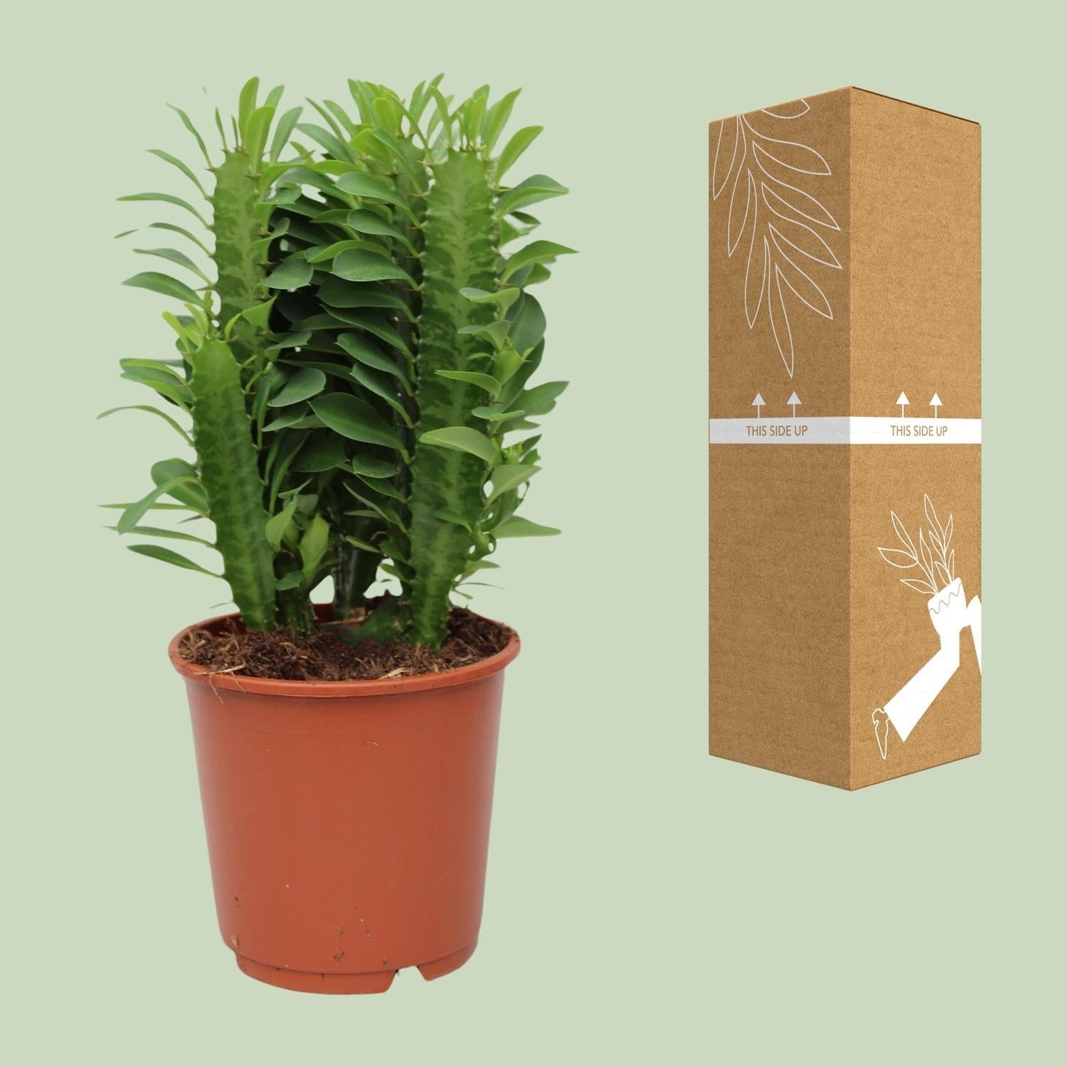 Euphorbia Trigona – Wolfsmilch – Zimmerpflanze – Ø12cm – ↕40cm – Sukkulente – Pflegeleicht & robust – Für hellen Halbschatten – Plant