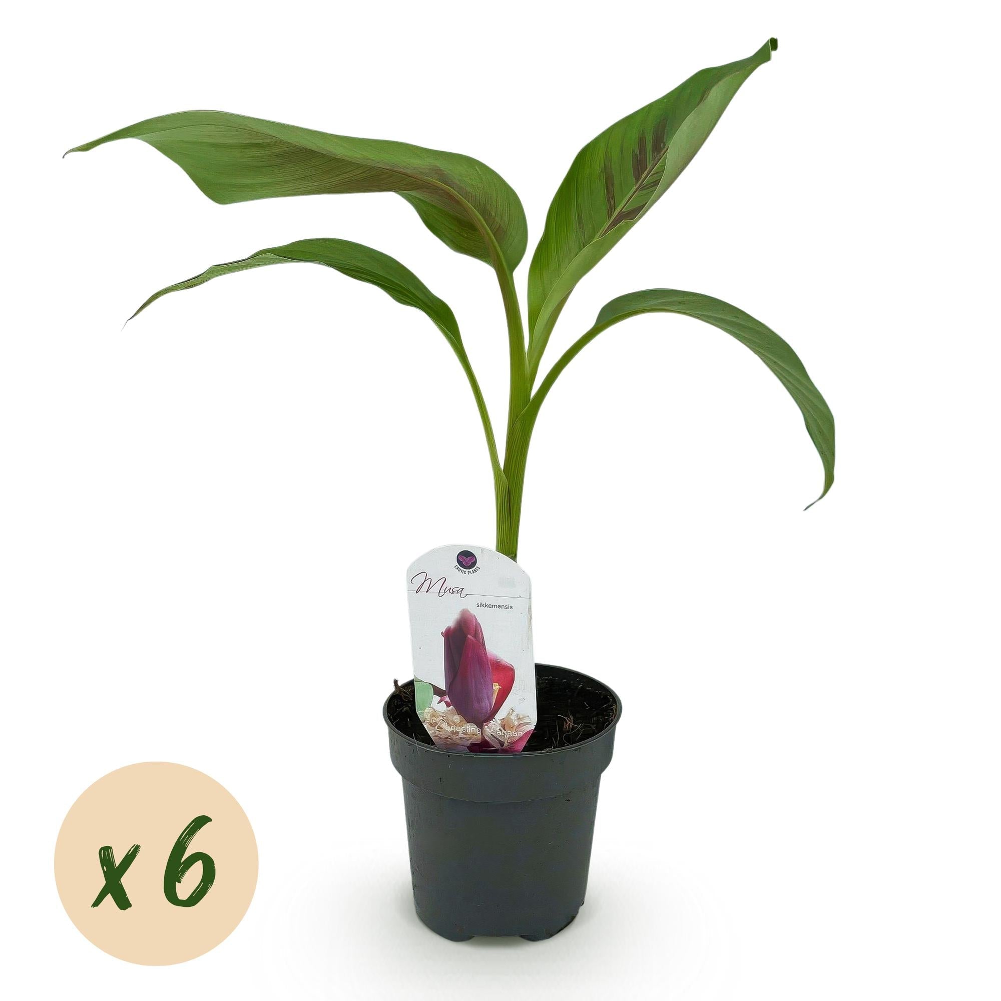Bananenpflanze Musa sikkimensis Red Tiger – Tropische Gartenbanane – Ø12cm, Höhe ca. 30cm – Plant