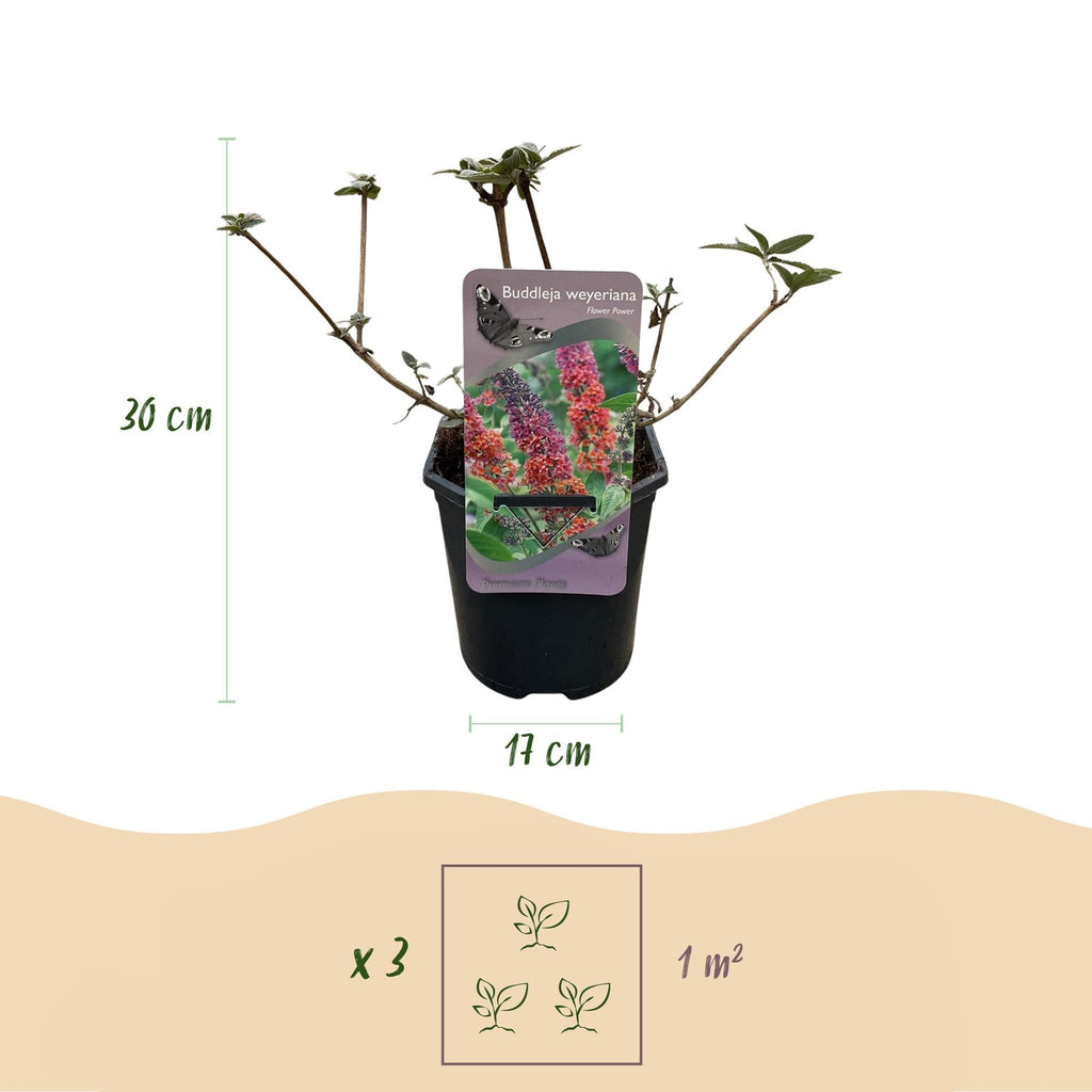Schmetterlingsstrauch Buddleja davidii Flower Power – Lila – Rosa Blüten – 17cm x H30cm – Bis 2m – Sonnig & Pflegeleicht – Plant