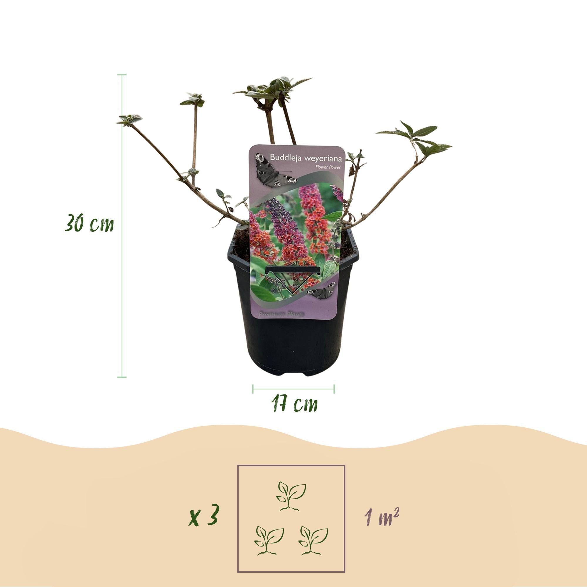 Schmetterlingsstrauch Buddleja davidii Flower Power – Lila – Rosa Blüten – 17cm x H30cm – Bis 2m – Sonnig & Pflegeleicht – Plant