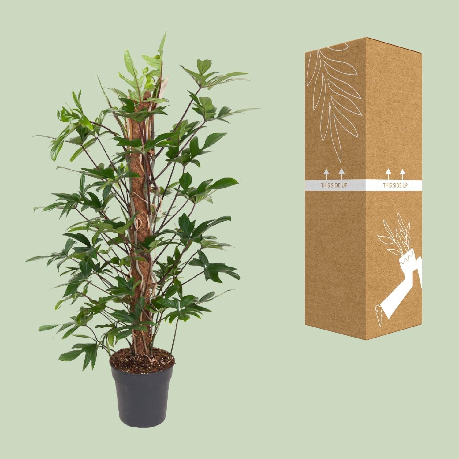 Baumfreund – Philodendron Pedatum – Zimmerpflanze – Ø24cm – ↕120cm – Pflegeleicht – Halbschatten – Üppiges grünes Laub – Plant