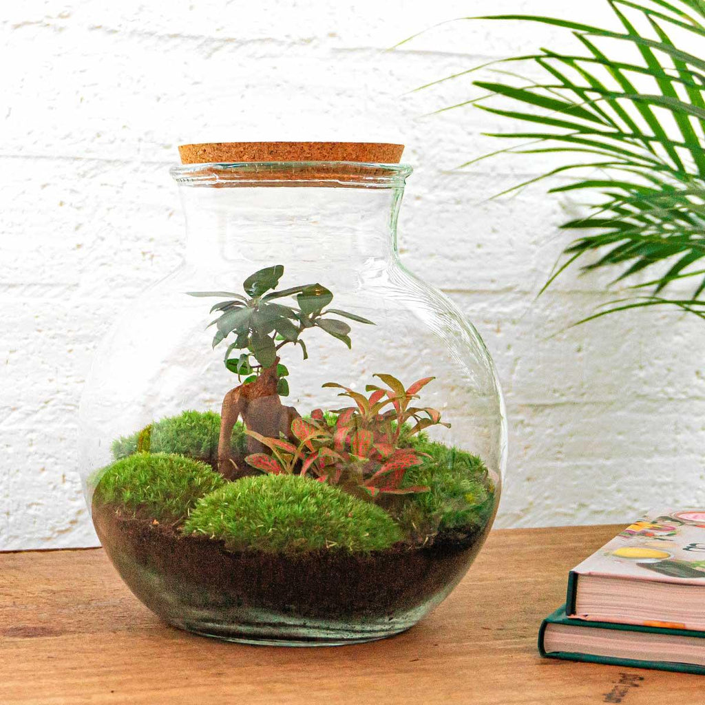 Flaschengarten DIY Bausatz Teddy Bonsai – Terrarium Ø25cm x H26,5cm – Do – It – Yourself Pflanzterrarium – Autarkes Mini – Ökosystem – Plant