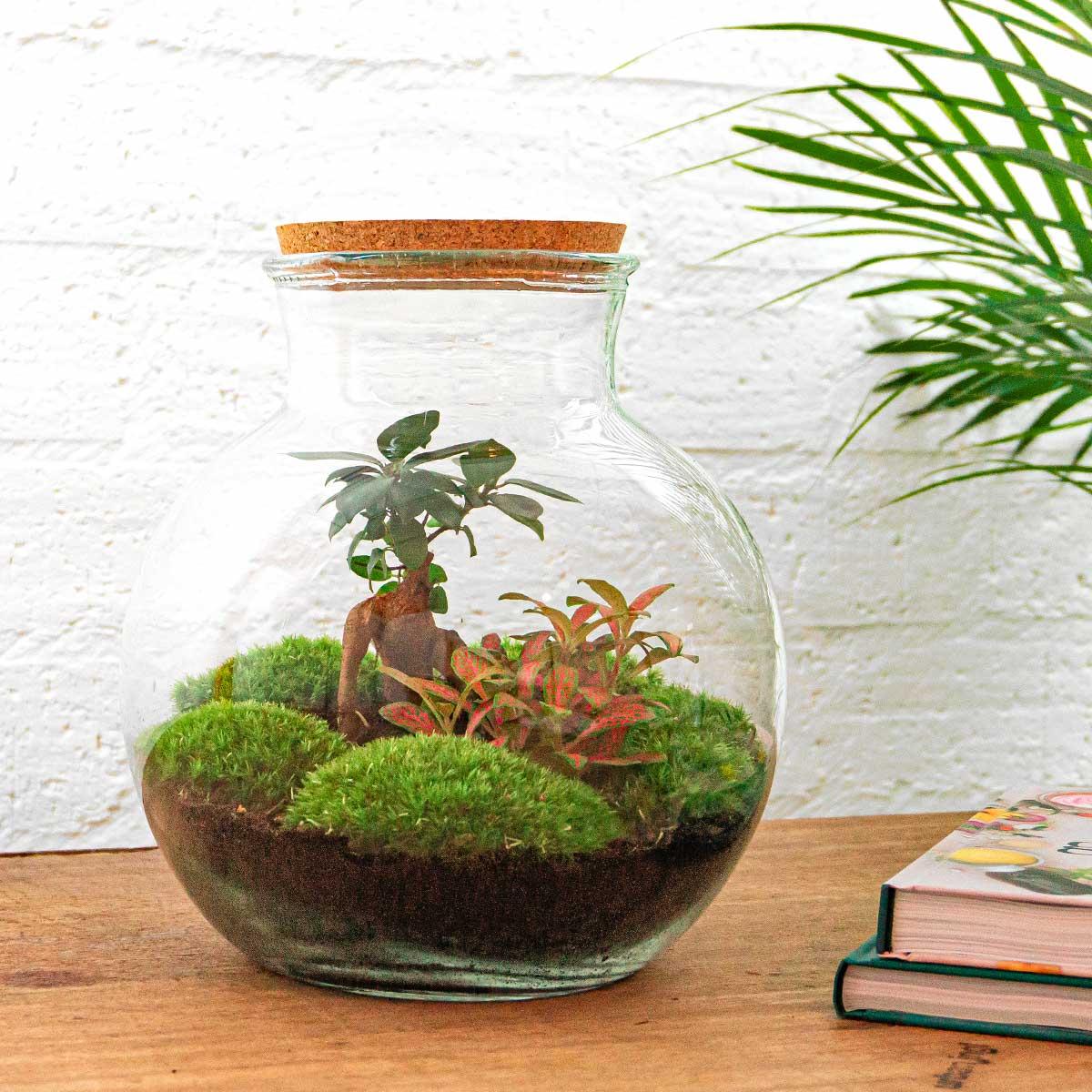 Flaschengarten DIY Bausatz Teddy Bonsai – Terrarium Ø25cm x H26,5cm – Do – It – Yourself Pflanzterrarium – Autarkes Mini – Ökosystem – Plant