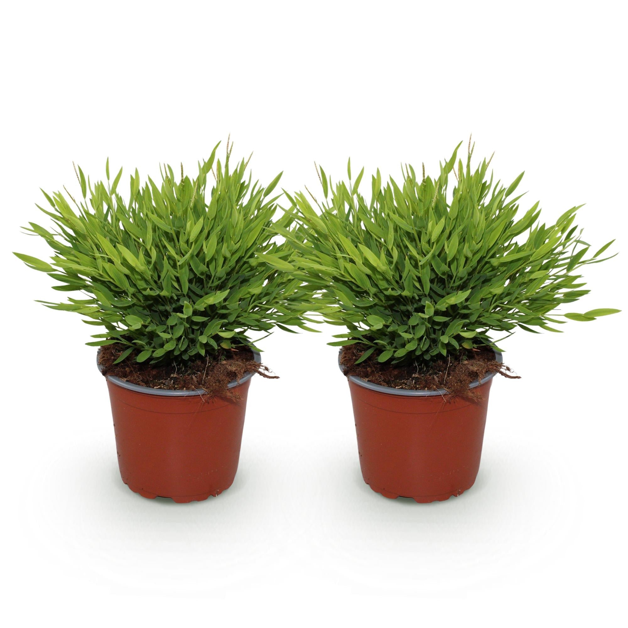 Bambus Pogonatherum Monica – Ø12cm Höhe 30-35cm – Bambusgras Zimmerpflanze mit feinem Blattwerk – Haustierfreundliche Grünpflanze