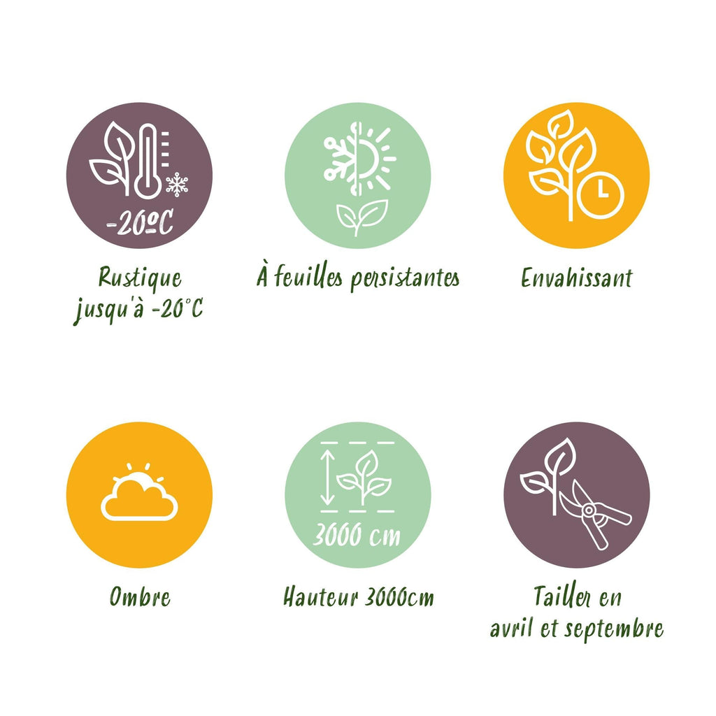 Kletterpflanze Hedera helix – Immergrün – Grüne Blätter – 11cm x H40cm – Pflegeleicht – Für Garten, Balkon & Innenräume – Plant