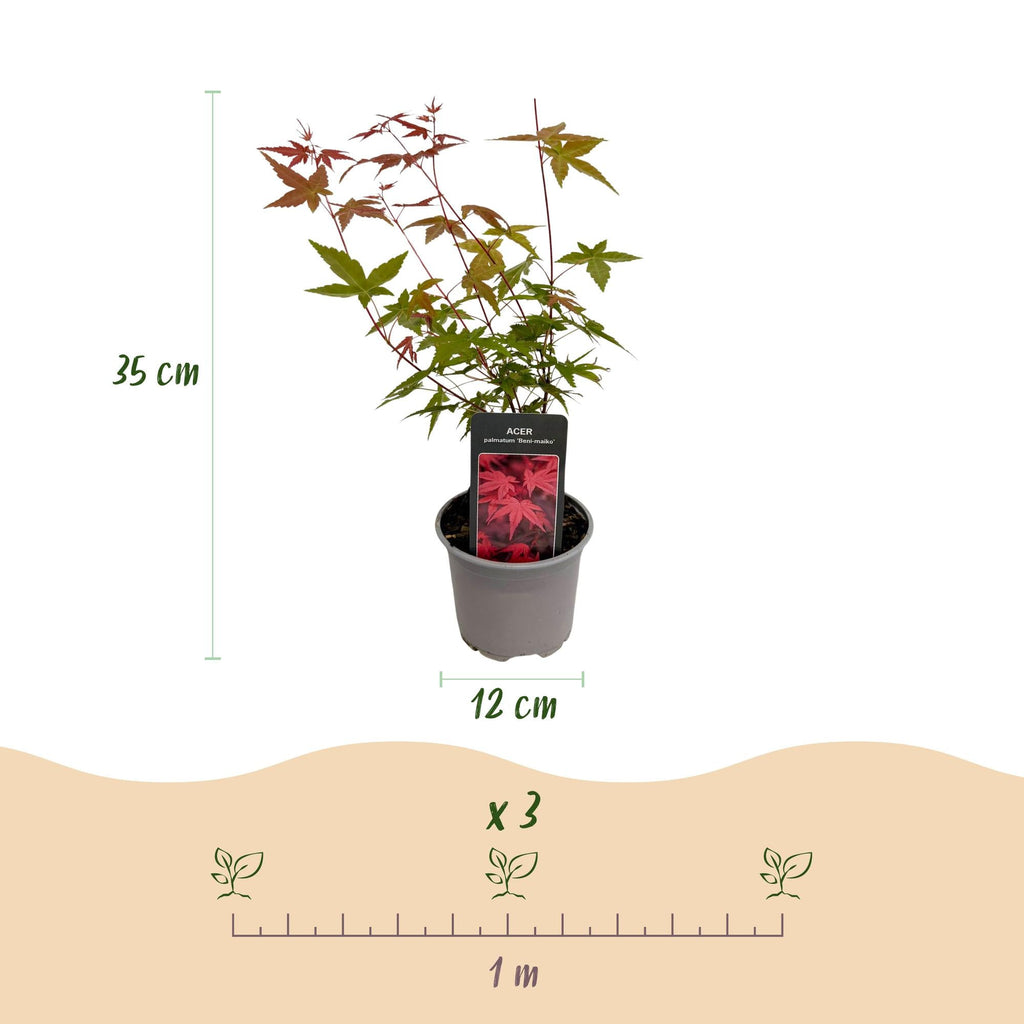 Ahorn Acer palmatum Beni – maiko – 12cm Höhe ca.35cm – Rotes Laub im Frühling & Zierschimmer – Laubabwerfend & pflegeleicht – Plant
