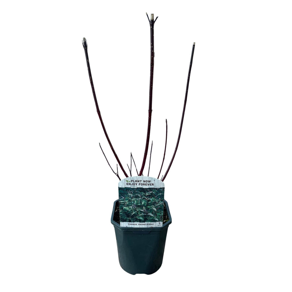Cornus alba 'Kesselringii' – Schwarzholz – Hartriegel – Zierstrauch 17cm – ca. 45cm hoch – Pflegeleicht & winterhart – Für Hecke & Beet – Plant