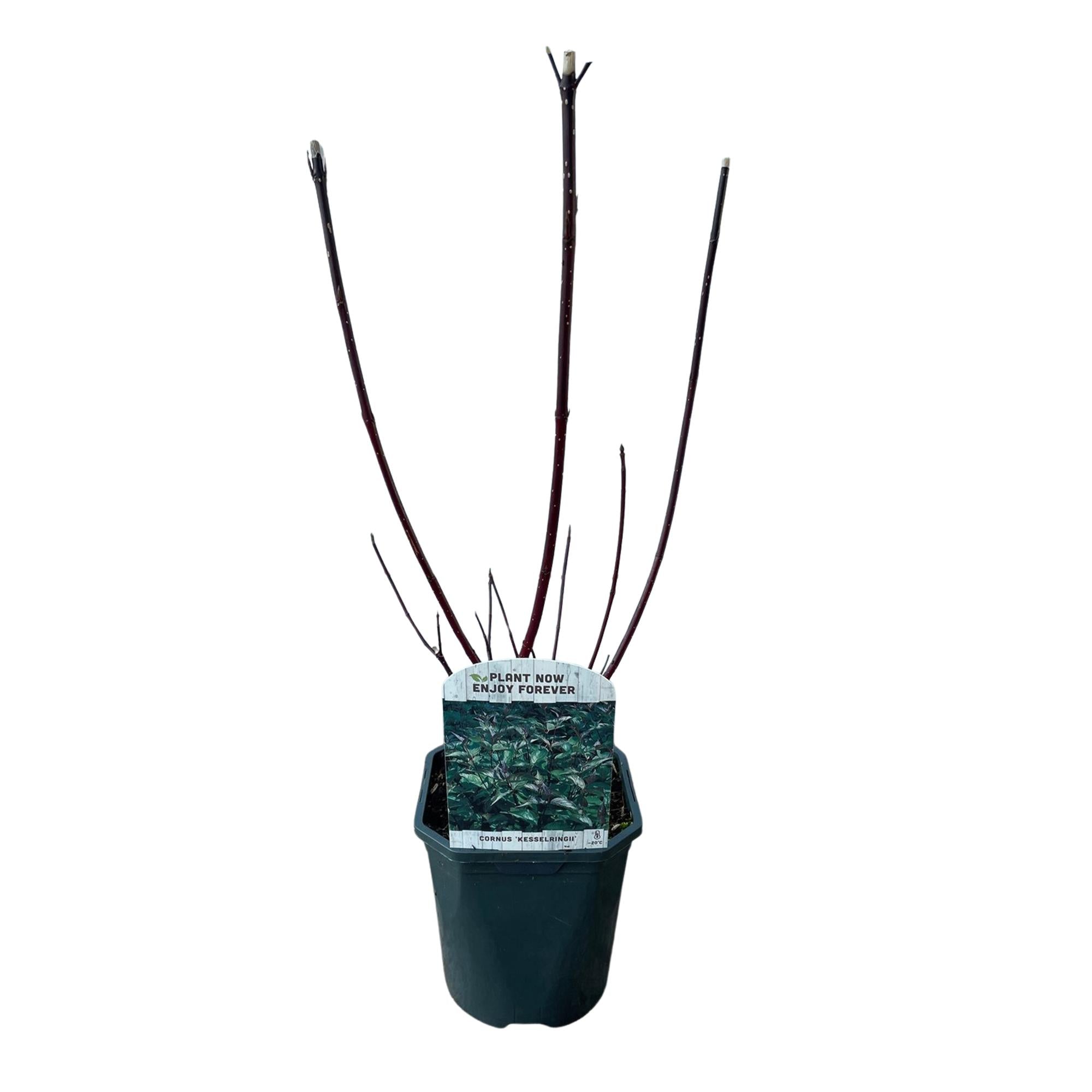 Cornus alba 'Kesselringii' – Schwarzholz – Hartriegel – Zierstrauch 17cm – ca. 45cm hoch – Pflegeleicht & winterhart – Für Hecke & Beet – Plant