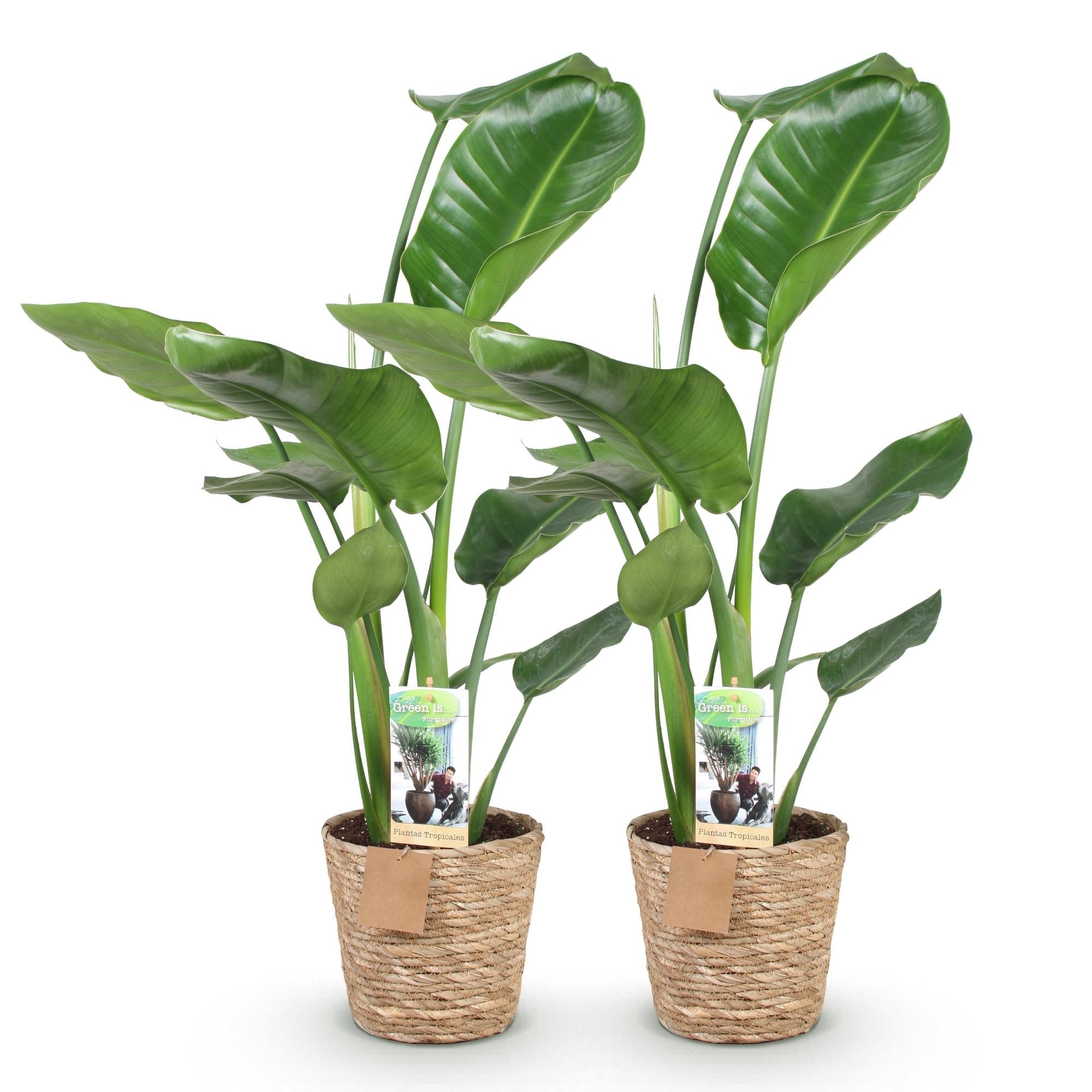 Strelitzia Nicolai – Paradiesvogelblume – 2 Pflanzen – 70-90cm – 17cm – Tropische Zimmerpflanze mit großen grünen Blättern – inkl. Korb