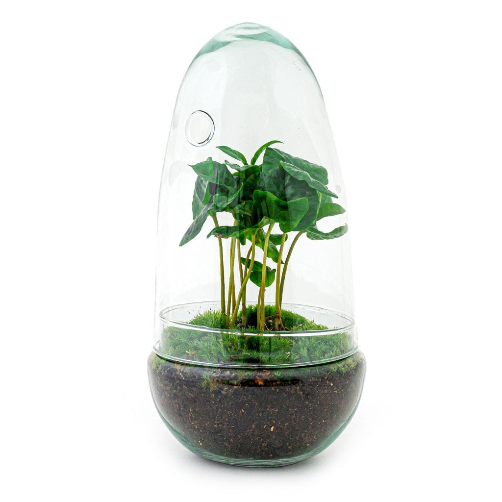 Flaschengarten Egg Coffea Arabica – DIY Pflanzen – Terrarium – Höhe 25cm – Selbstversorgendes Mini – Ökosystem – Inkl. Moos, Erde & Pflanze – Plant
