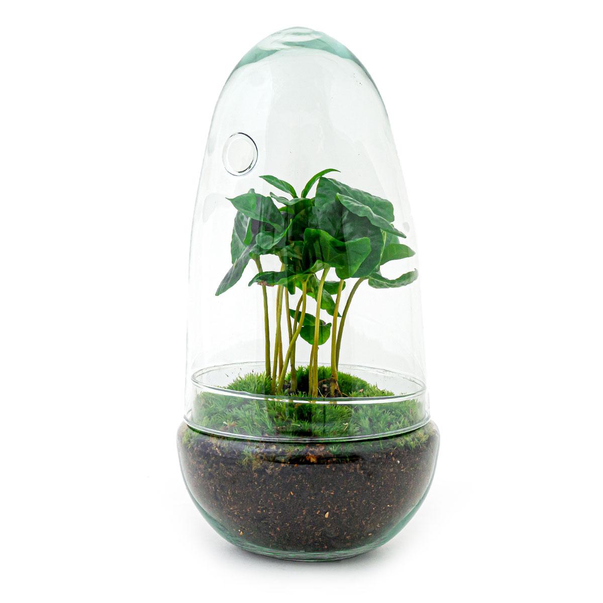 Flaschengarten Egg Coffea Arabica – DIY Pflanzen – Terrarium – Höhe 25cm – Selbstversorgendes Mini – Ökosystem – Inkl. Moos, Erde & Pflanze – Plant