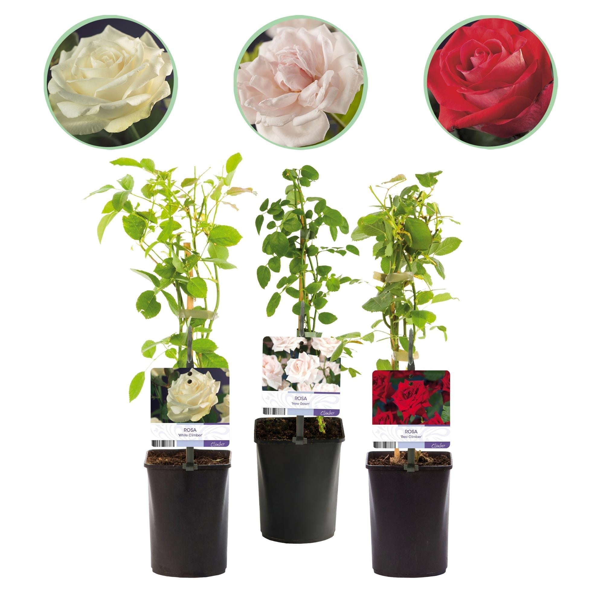 Kletterrose – Rosa Tricolour – Blüte Rosa – Weiß – Rot – 3 Pflanzen – Duftend – Geringer Pflegeaufwand – 11cm – Höhe ca. 40cm – Plant