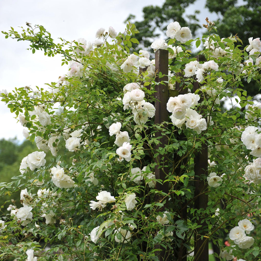 Kletterrose – Rosa White Climber – Blüte Weiß – 2 Pflanzen – Wenig Pflege – 11cm – Höhe ca. 40cm – Plant