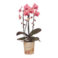Orchidee Narbonne – Lachsrosa Phalaenopsis – Blühende Zimmerpflanze – Ø12cm – Frisch vom Züchter – Elegante Dekopflanze für Wohnzimmer & Büro – Plant