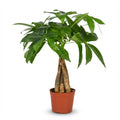 Glückskastanie Pachira Aquatica Zimmerpflanze Geldbaum – 40-50cm – Pflegeleichte Zimmerpflanze im 12cm Topf – Plant