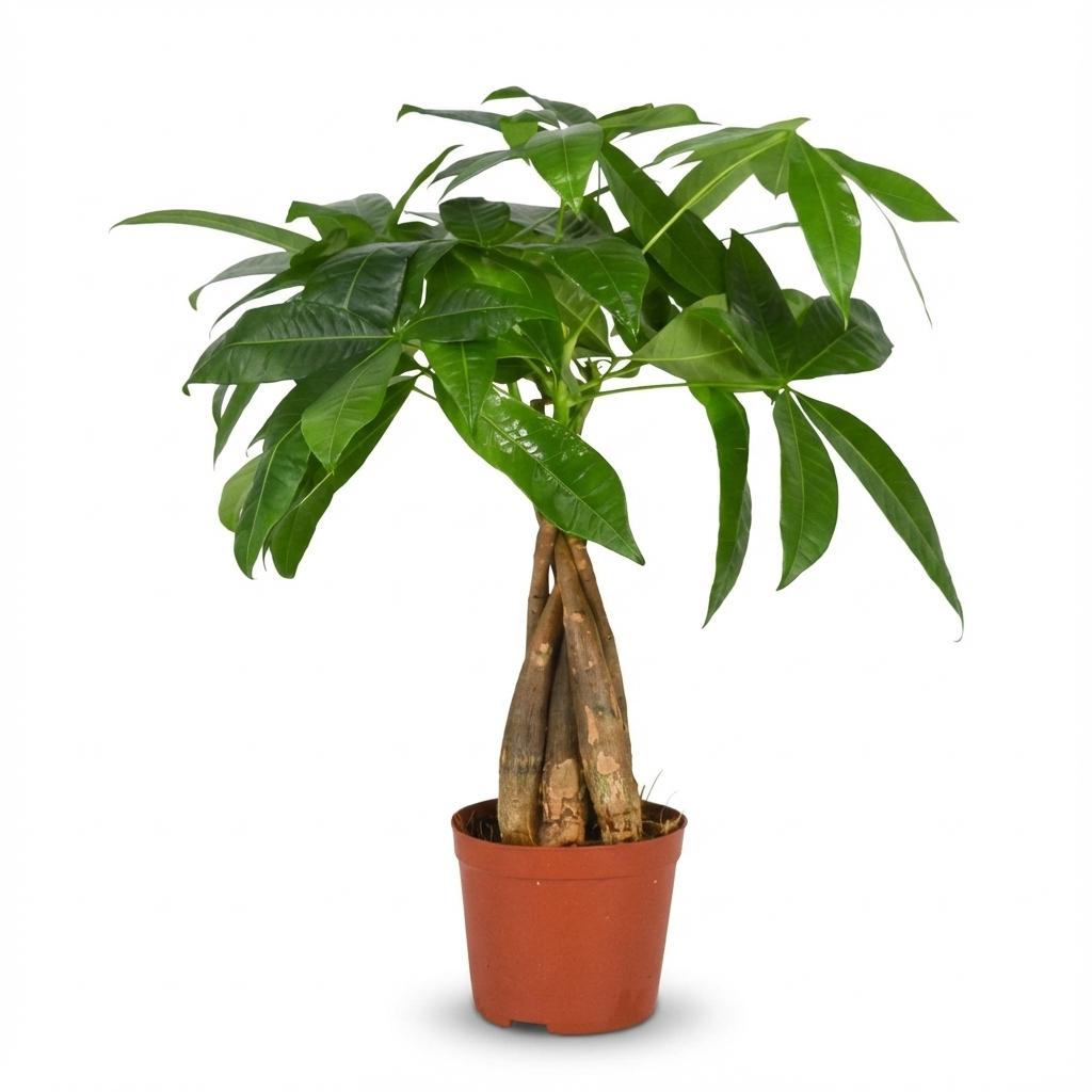 Glückskastanie Pachira Aquatica Zimmerpflanze Geldbaum – 40-50cm – Pflegeleichte Zimmerpflanze im 12cm Topf – Plant