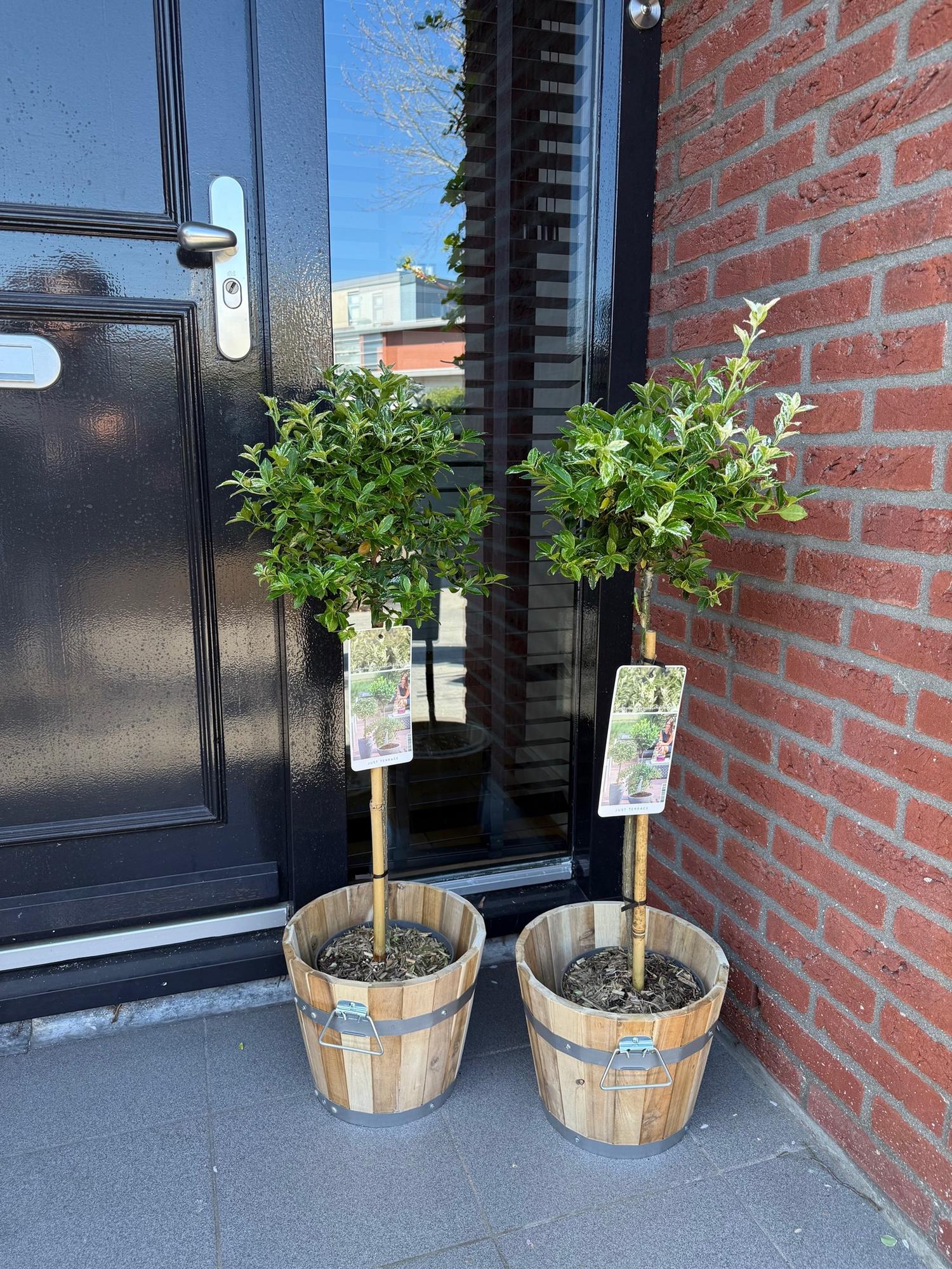 Euonymus fortunei ‘Harlequin’ – Immergrüne Stamm – Pflanze – Terrassen – & Gartenpflanze – pflegeleicht & kompakt – Topf Ø19cm – Höhe ca. 90cm – Plant