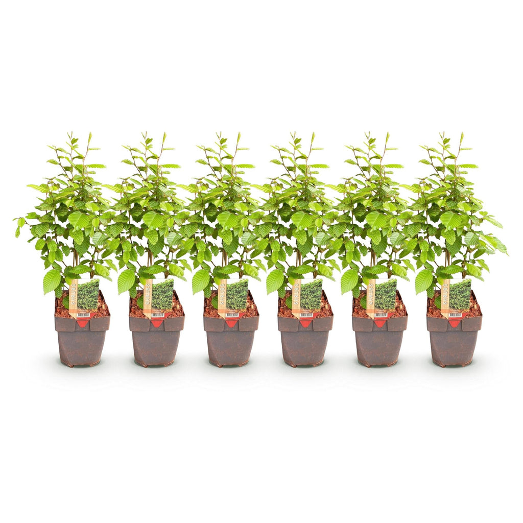 Gemeine Hainbuche Carpinus betulus – Heckenpflanze – 6 Pflanzen – 1 laufender Meter – 17cm – Höhe 55cm – Dichtes Laub – Privatsphäre – Plant