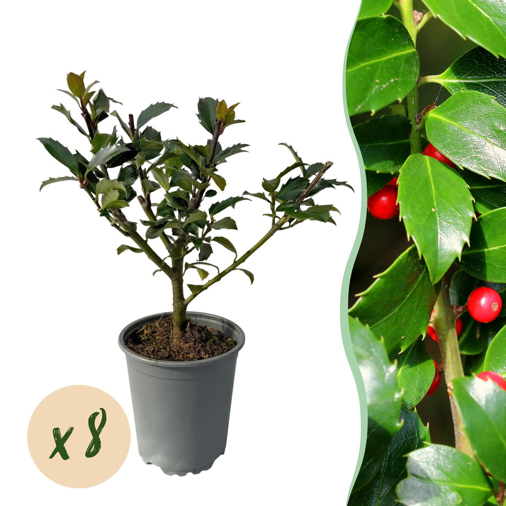 Stechpalme – Ilex meserveae Blue Maid – Heckenpflanze – Blatt grün – 8 Pflanzen – 1 laufender Meter – immergrün – 9cm Höhe 25-30cm – Plant