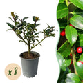 Stechpalme – Ilex meserveae Blue Maid – Heckenpflanze – Blatt grün – 8 Pflanzen – 1 laufender Meter – immergrün – 9cm Höhe 25-30cm – Plant