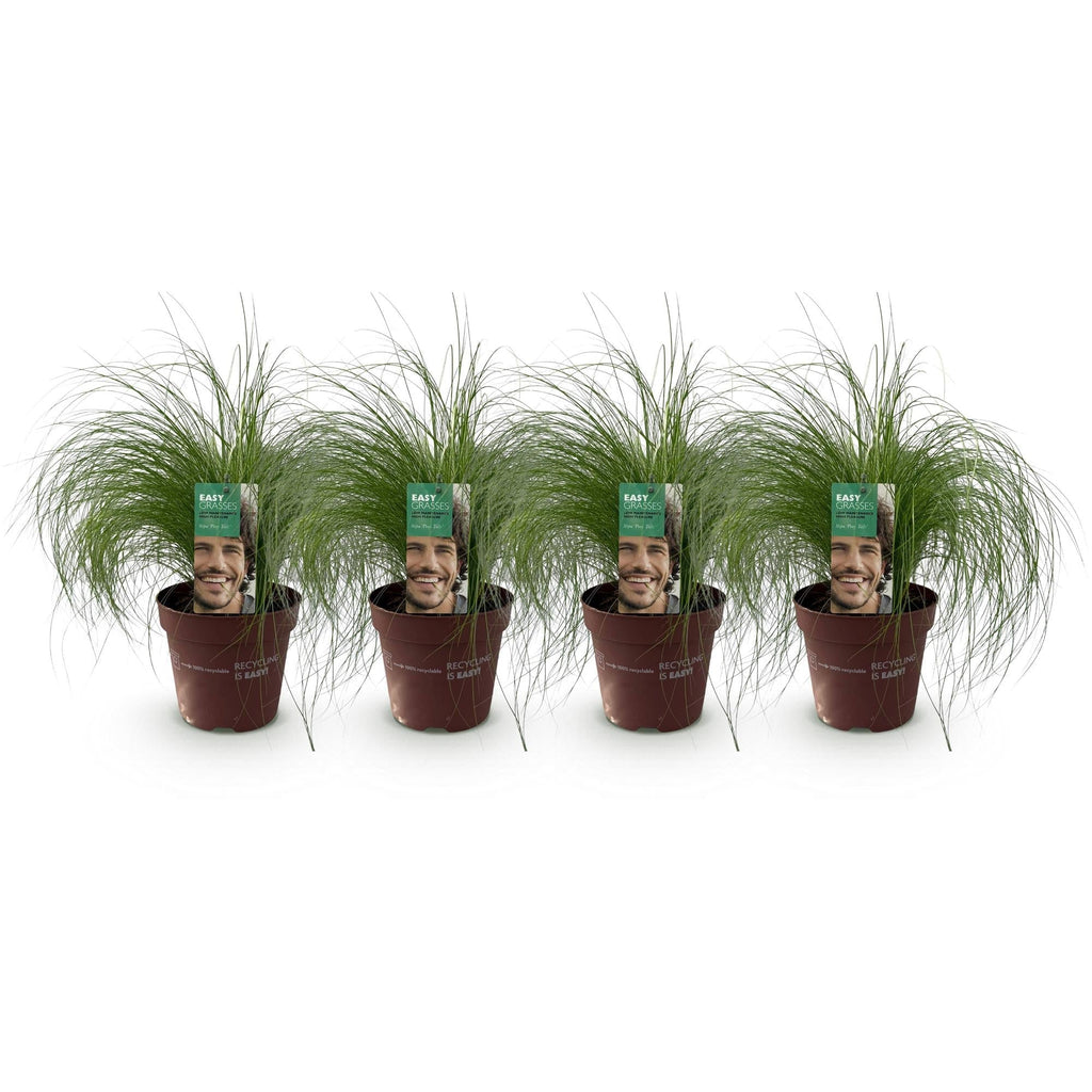 Zartes Federgras Stipa tenuifolia Pony Tails – Ø17cm – Immergrün, pflegeleicht & trockenheitsresistent – Höhe ca. 50cm – Plant