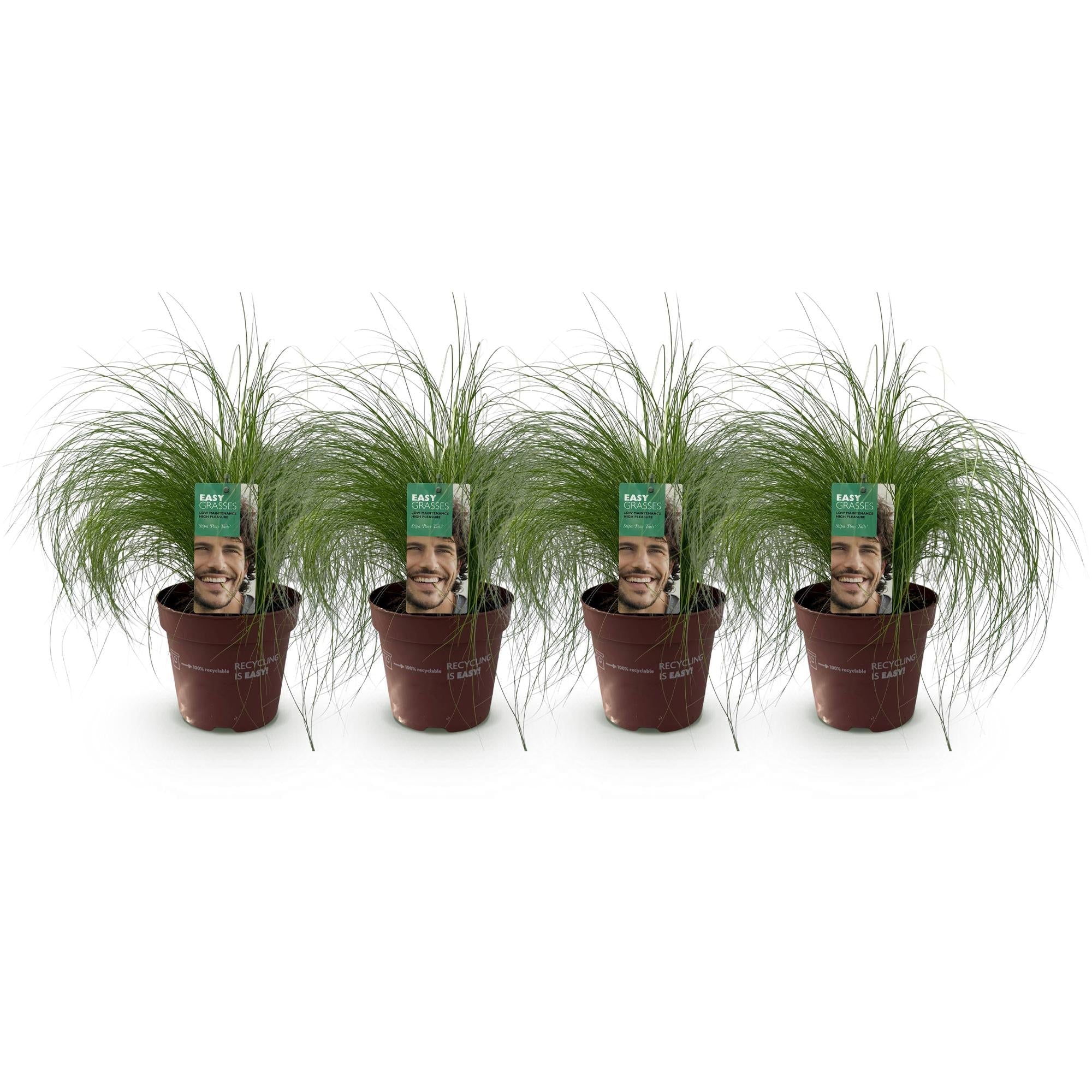 Zartes Federgras Stipa tenuifolia Pony Tails – Ø17cm – Immergrün, pflegeleicht & trockenheitsresistent – Höhe ca. 50cm – Plant