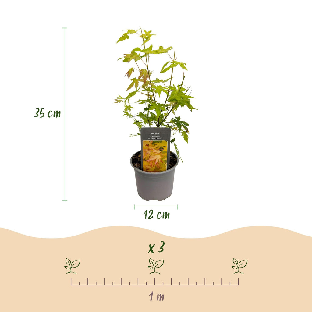 Acer palmatum Orange Dream – 3 Pflanzen – 12cm – Höhe ca. 35cm – Pflegeleicht