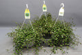 Drahtstrauch Muehlenbeckia – Zimmerpflanze Ø22cm – Höhe ca. 35cm – Filigraner Blattschmuck & dichter Wuchs – Pflegeleicht & vielseitig – Für Innen – Plant