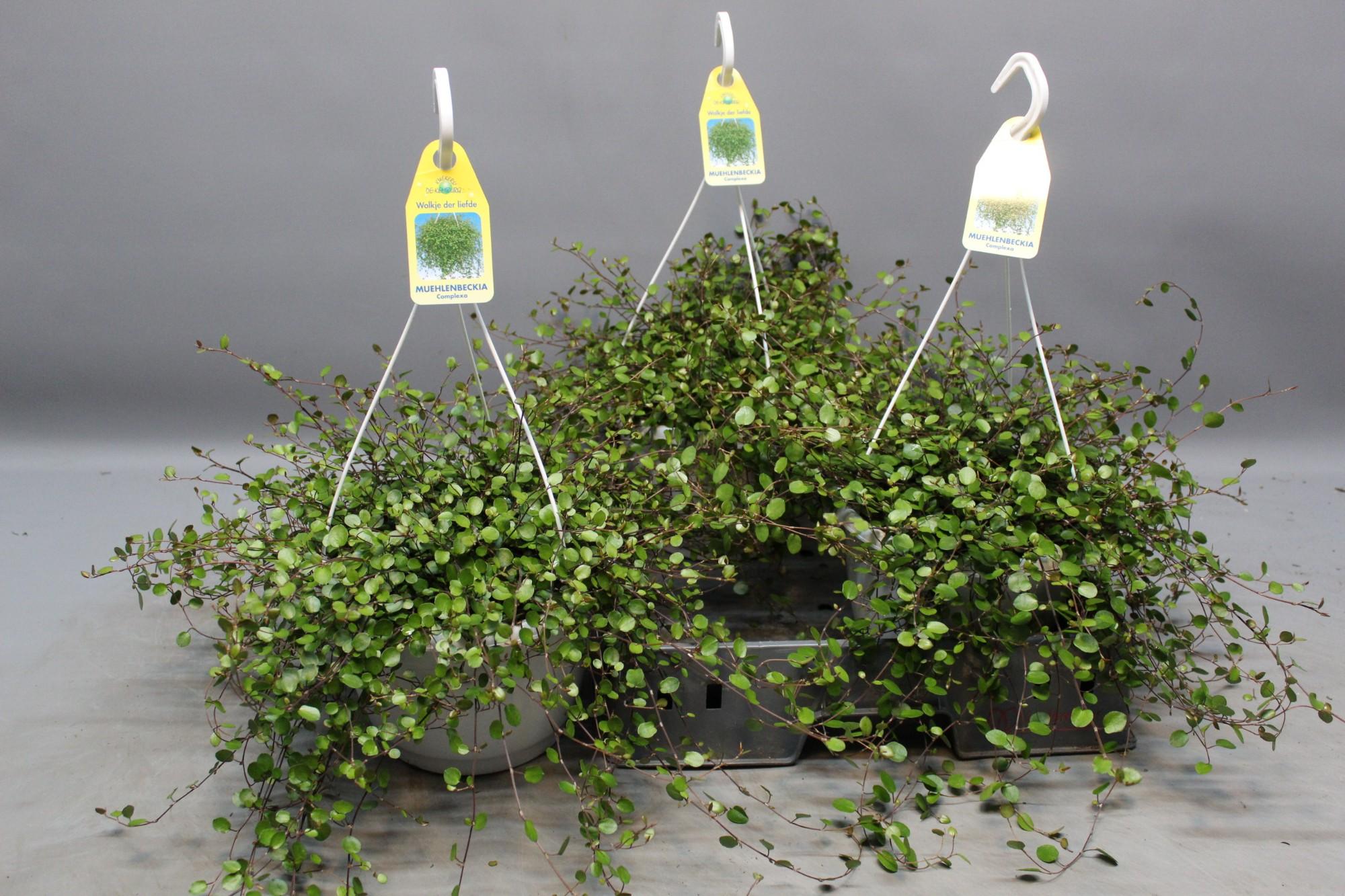 Drahtstrauch Muehlenbeckia – Zimmerpflanze Ø22cm – Höhe ca. 35cm – Filigraner Blattschmuck & dichter Wuchs – Pflegeleicht & vielseitig – Für Innen – Plant