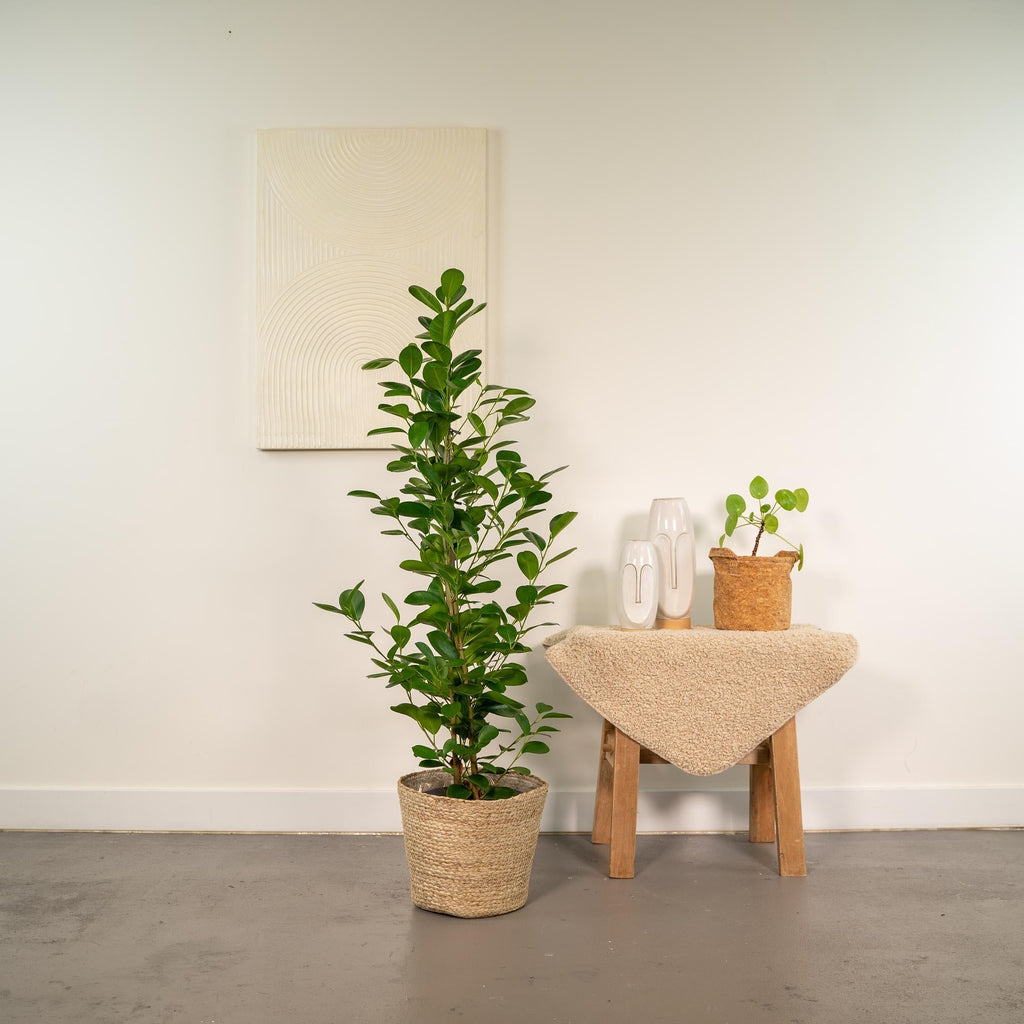 Ficus microcarpa Moclame – Ø21cm – ↕95cm inkl. Naturkorb – Pflegeleichte luftreinigende Zimmerpflanze – Edle Ficus – für Zimmer & Büro – Plant